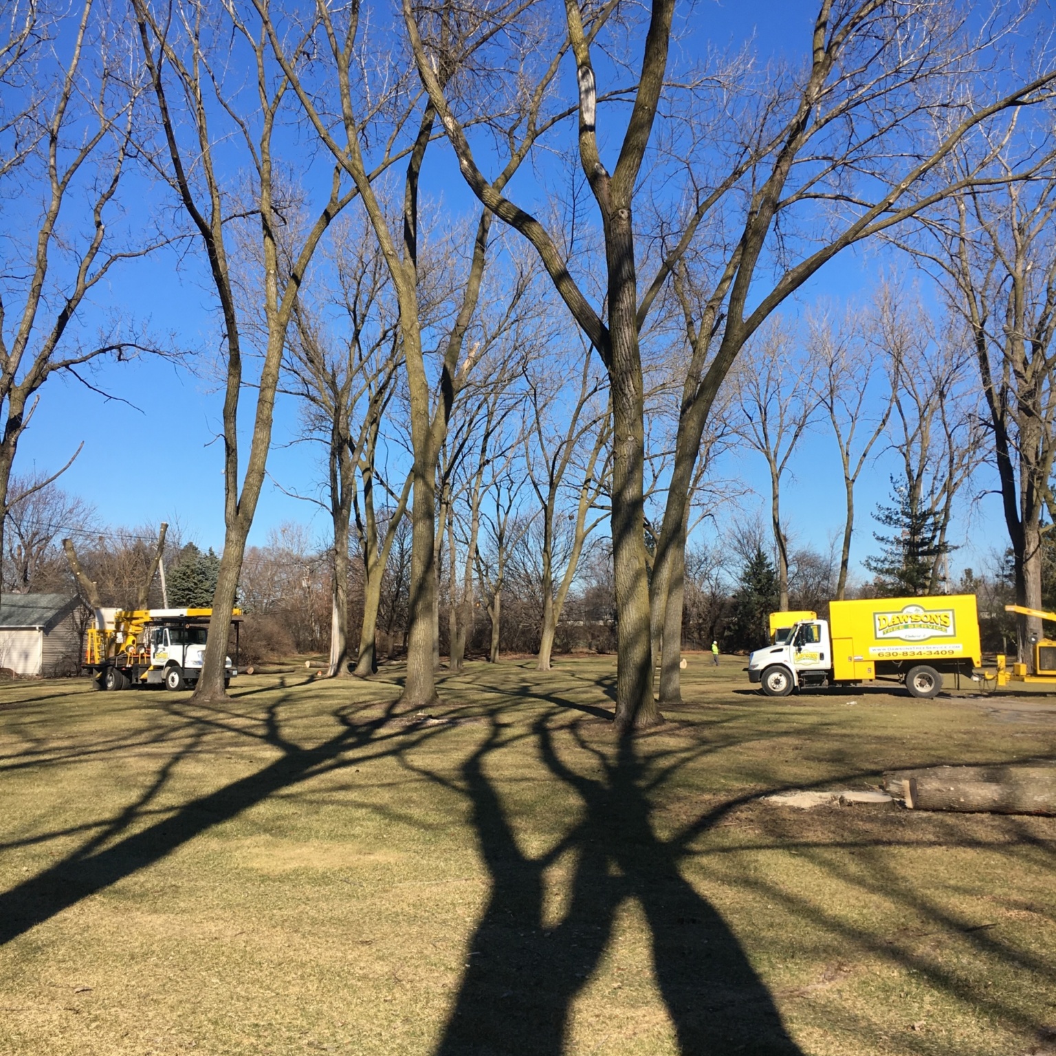 Commercial Services Dawsons Tree Service