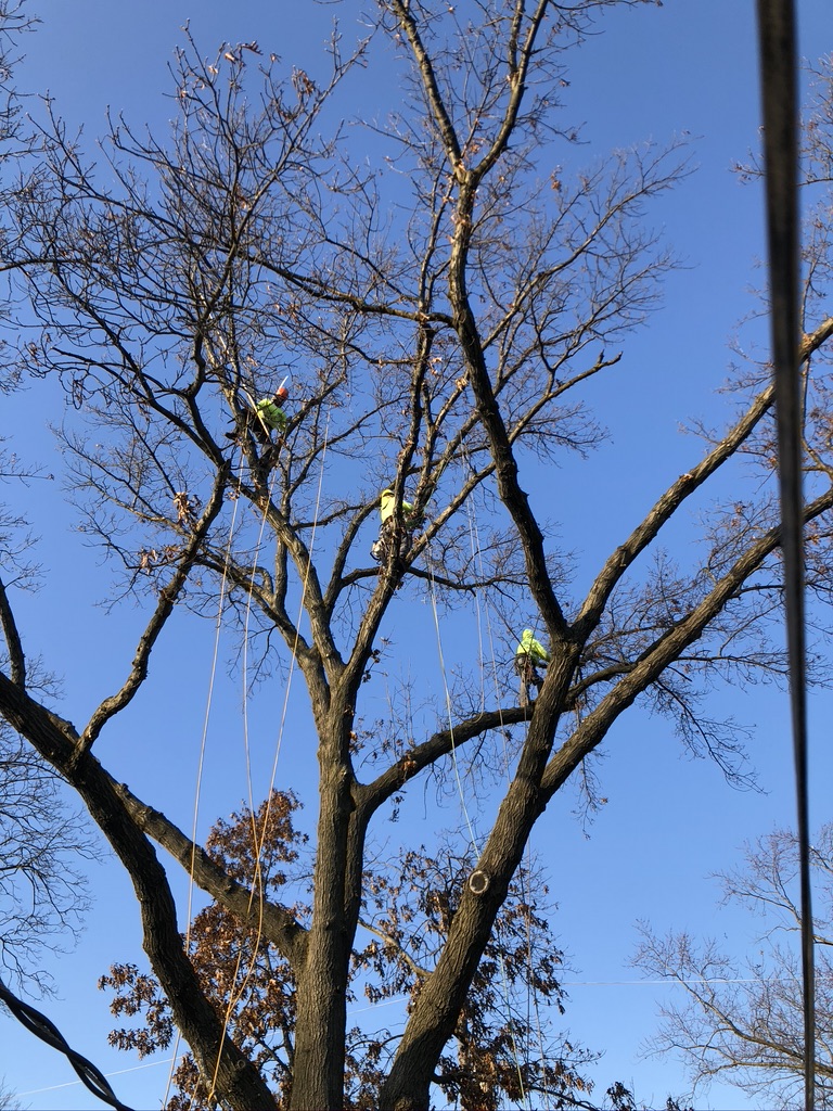 Tree Trimming Dawsons Tree Service