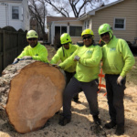 arborist safety