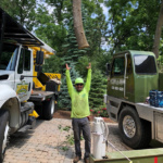 tree service efficiency