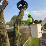 Tree Service Experts