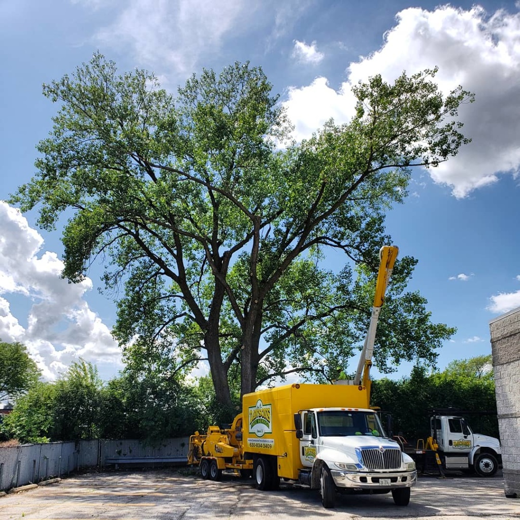 Local Tree Trimming Services