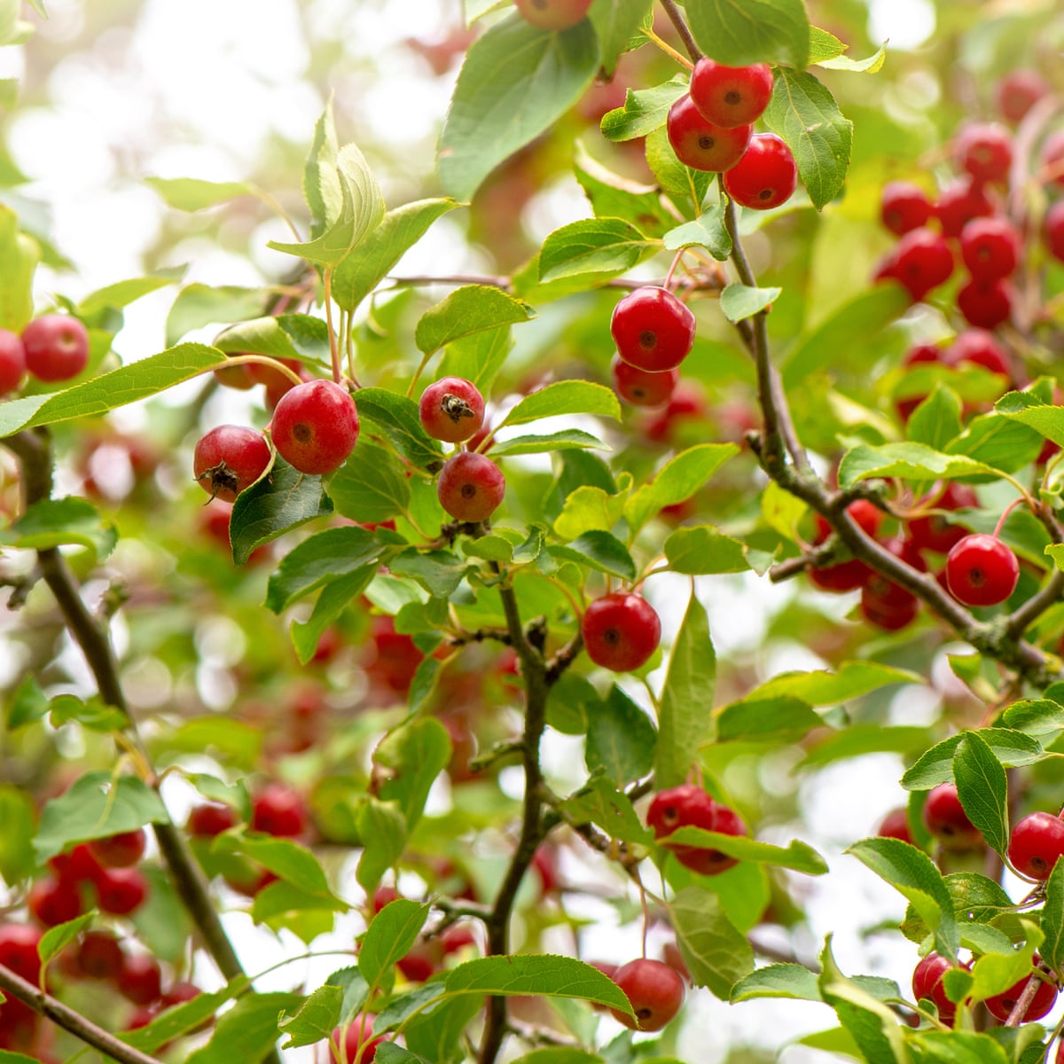 crab-apple-variety-sandow-farm