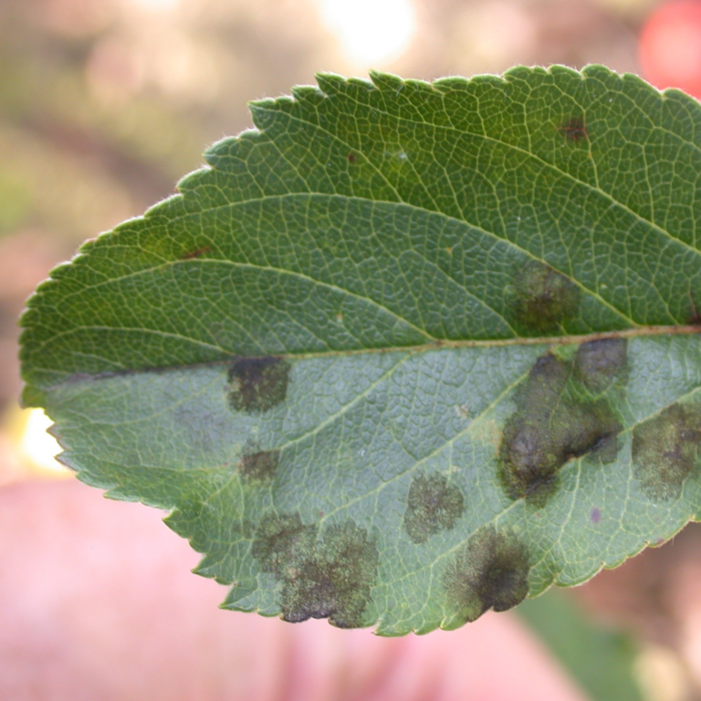 Apple Scab - Dawsons Tree Service