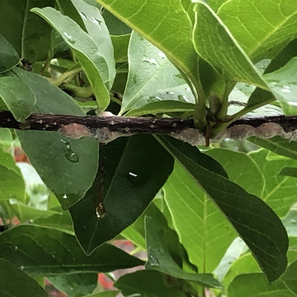 Magnolia Scale Dawsons Tree Service