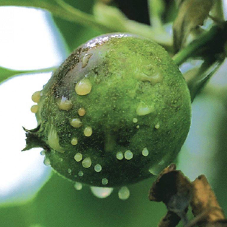 Erwinia amylovora. Erwinia amylovora ожог плодовых деревьев. Fire Blight. Эрвиния на груше.