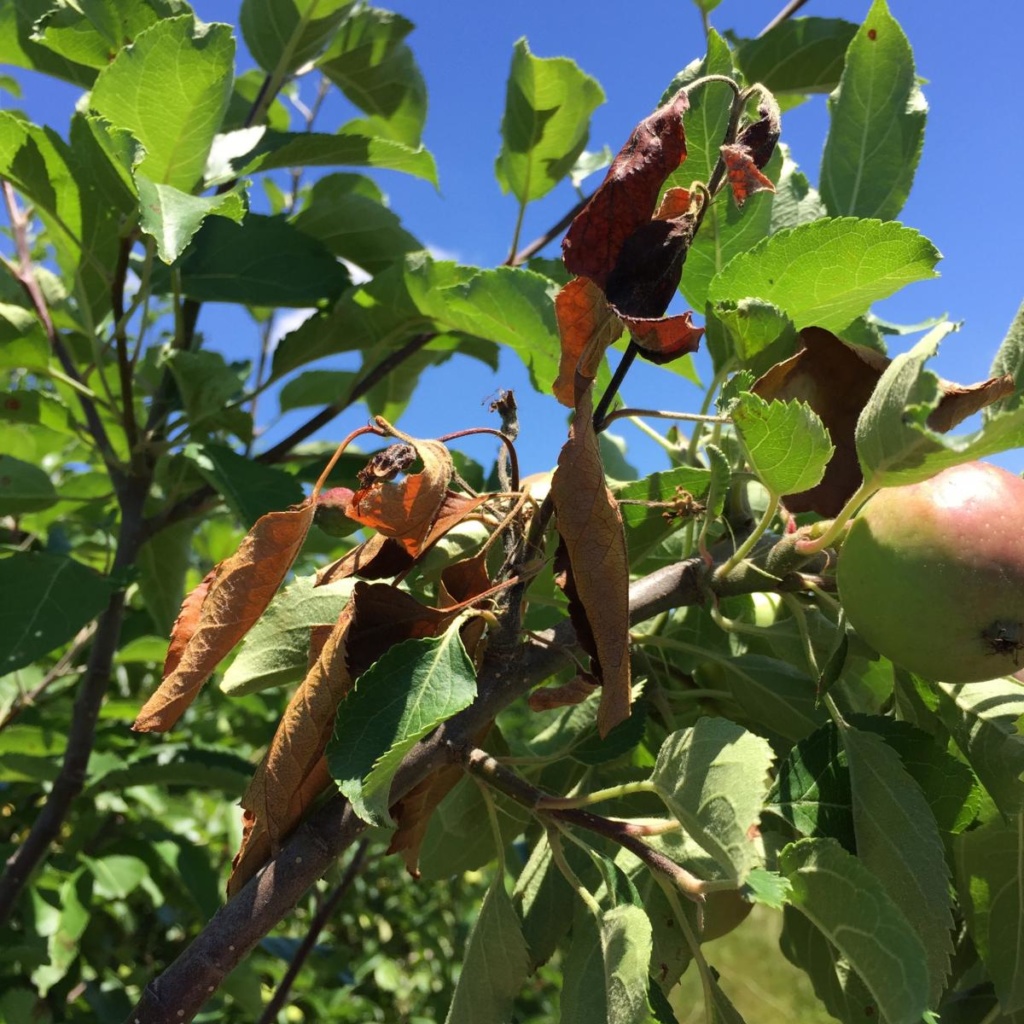 Fire Blight Dawsons Tree Service