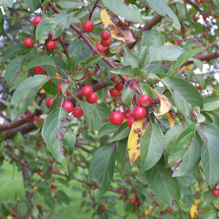 Apple Scab - Dawsons Tree Service