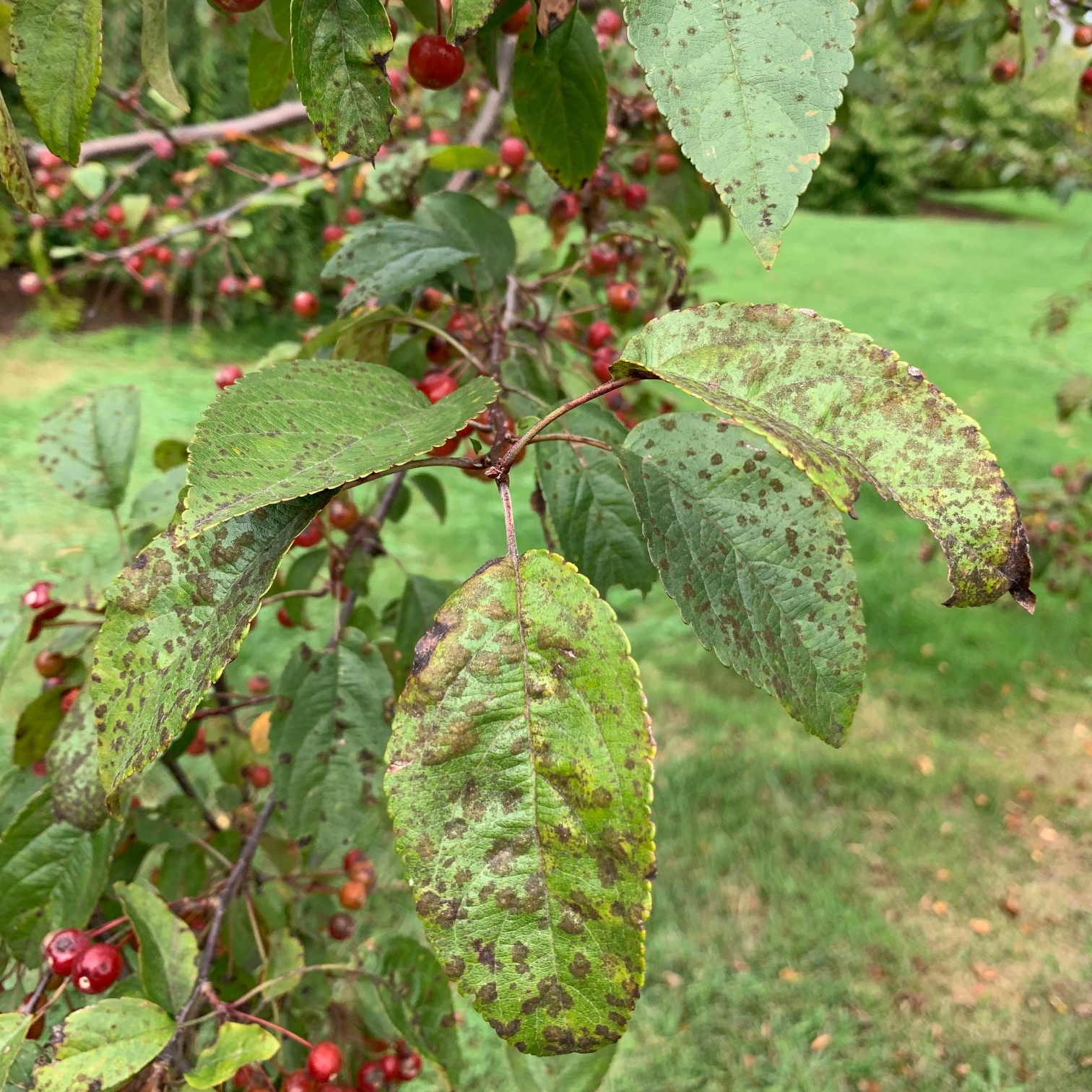 Apple Scab - Dawsons Tree Service