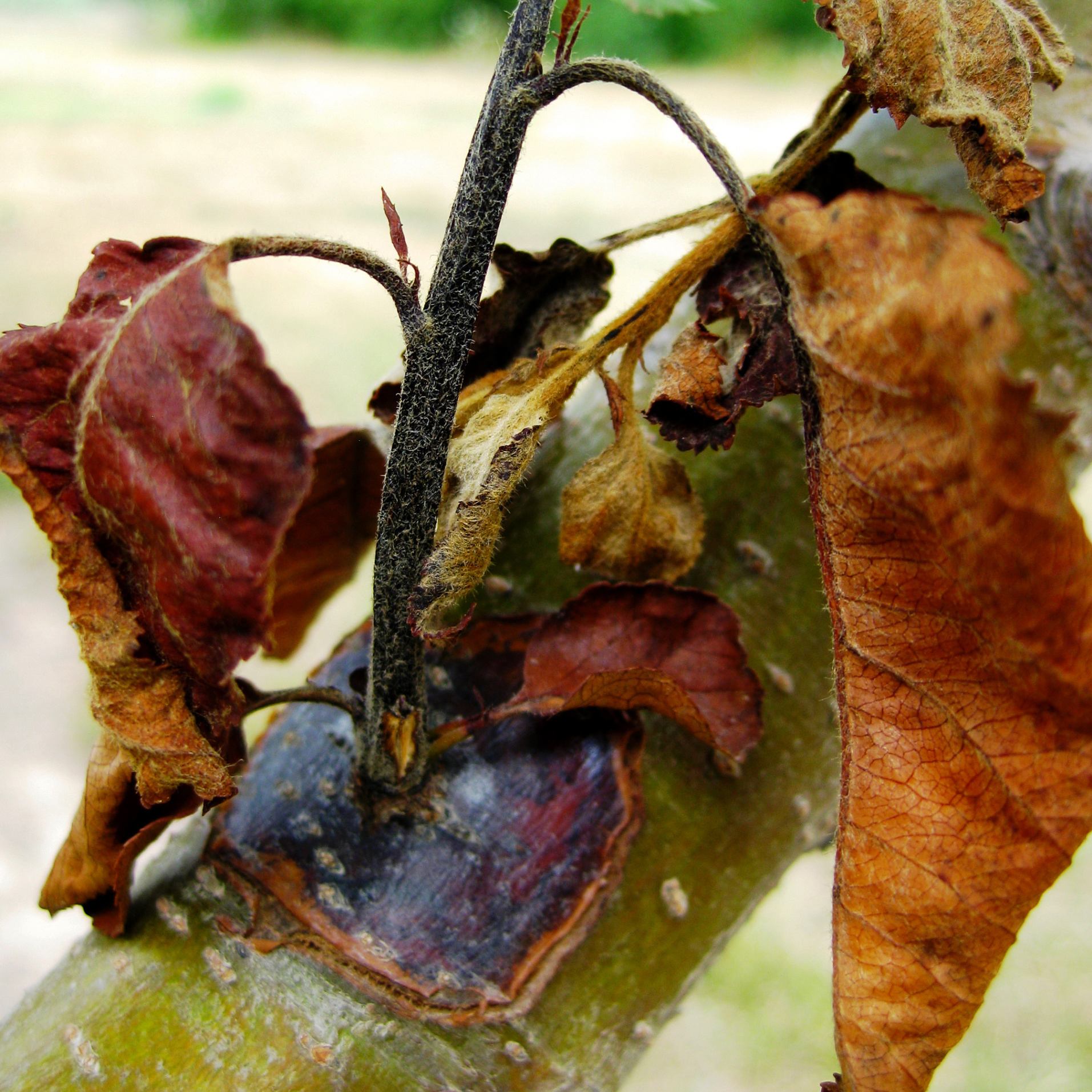 fire blight of apple extension