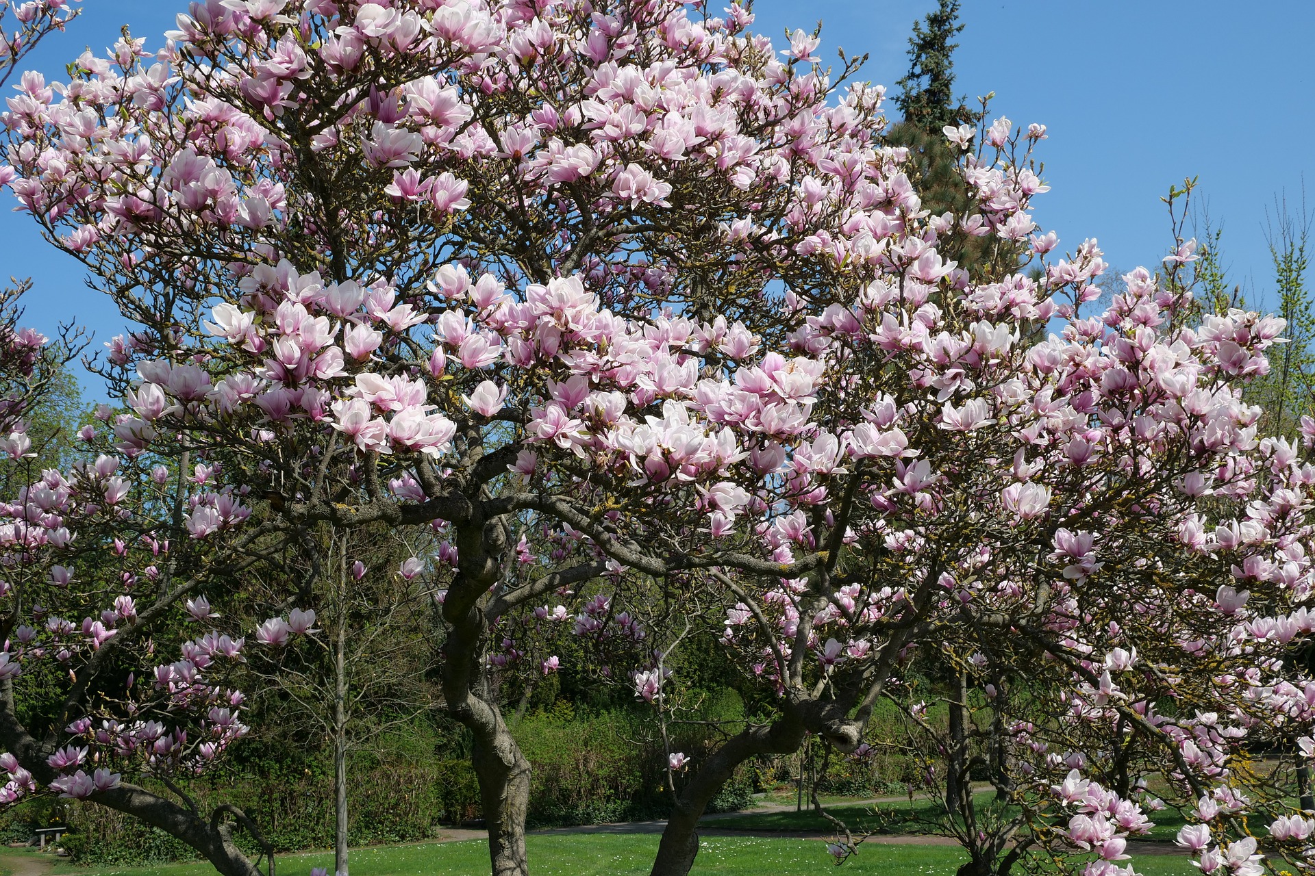 Magnolia Scale - Dawsons Tree Service