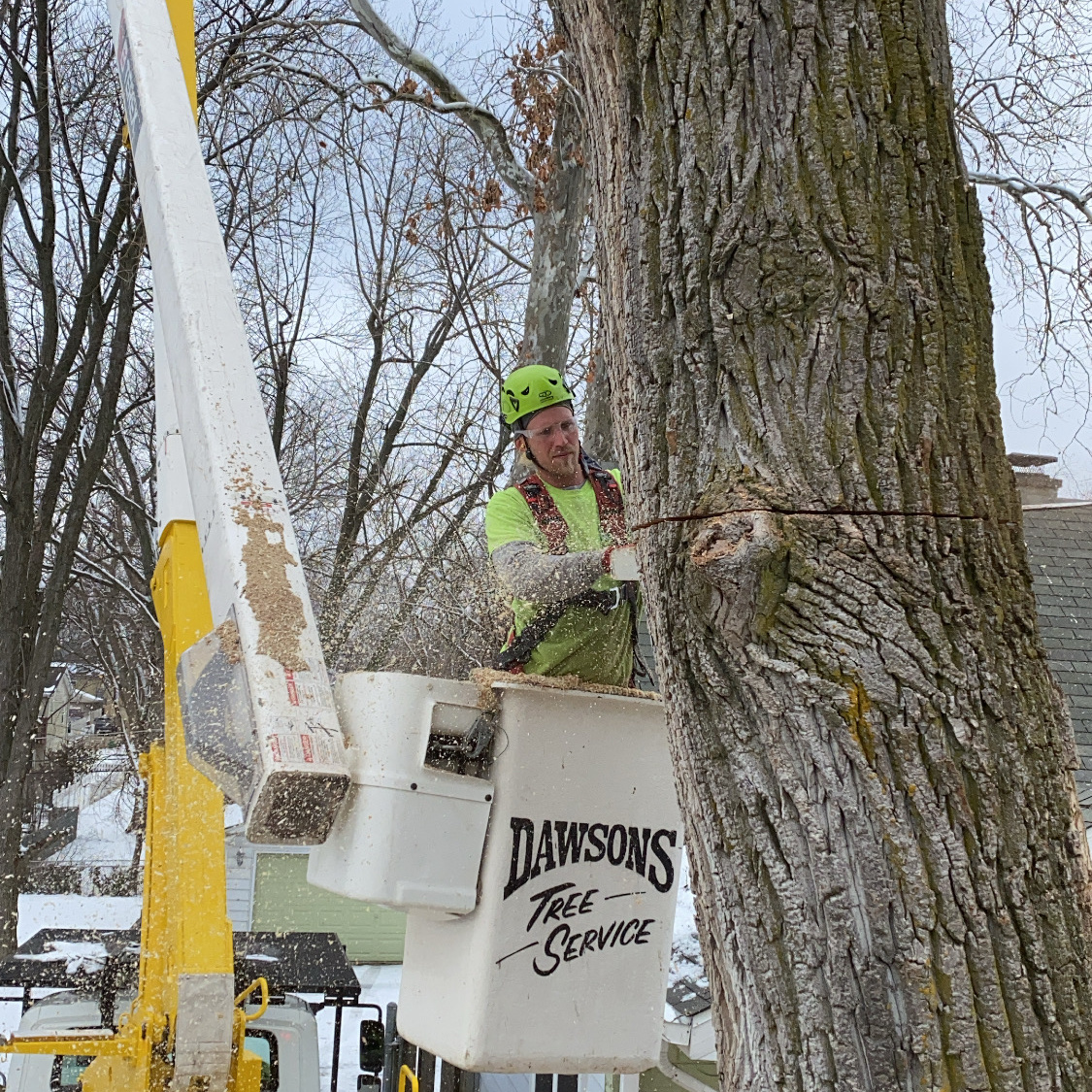 Tree Removal - Dawsons Tree Service