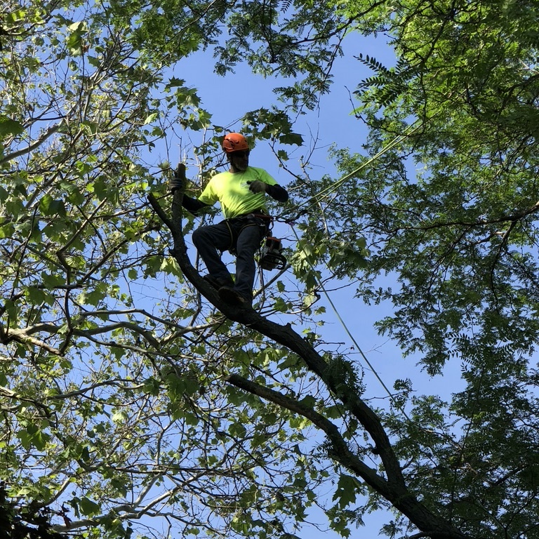 Tree Cutting Services by Tree Cutting Pros