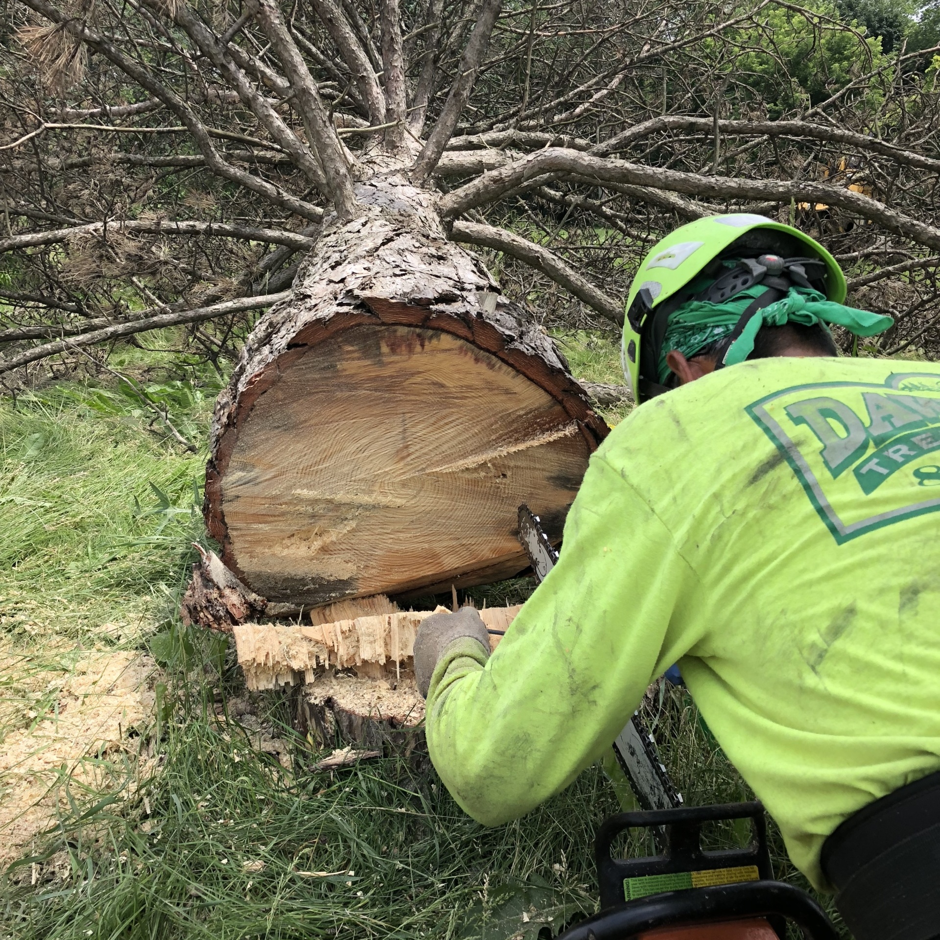 Tree Removal Dawsons Tree Service